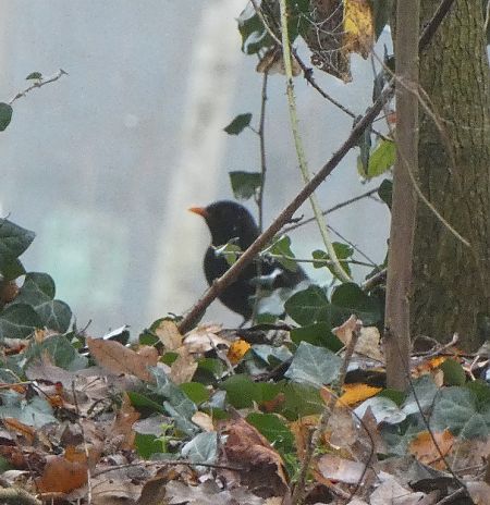 Merle noir  - Magali Hivert