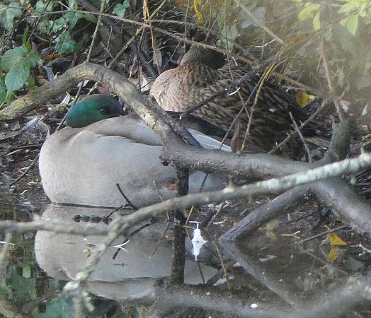 Canard colvert  - Magali Hivert