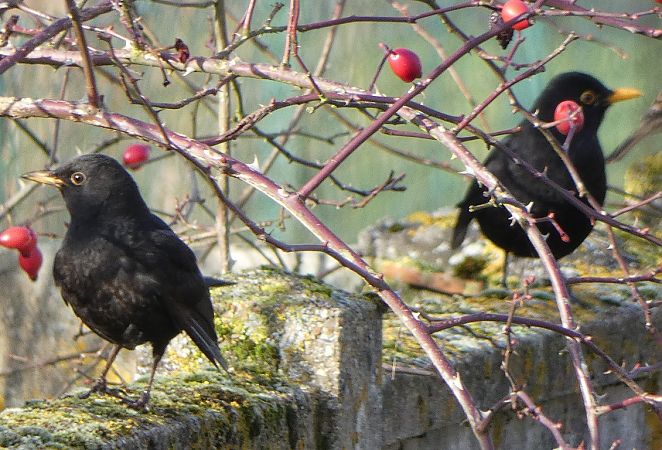 Merle noir  - Magali Hivert