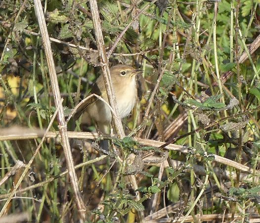 Pouillot véloce  - Magali Hivert