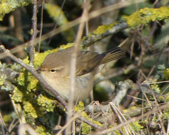 Pouillot véloce  - Magali Hivert