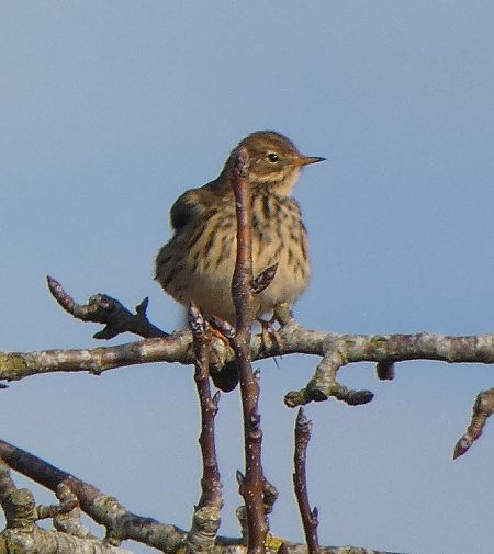 Pipit farlouse  - Magali Hivert