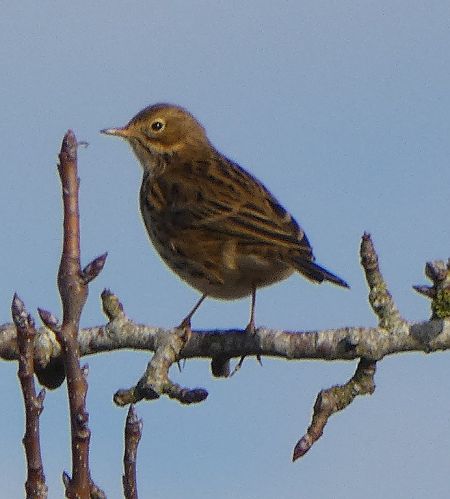 Pipit farlouse  - Magali Hivert