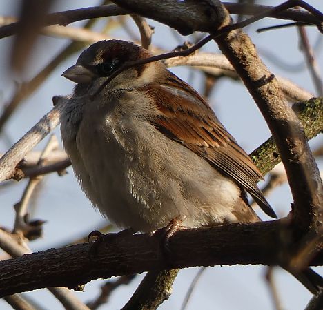 Moineau domestique  - Magali Hivert