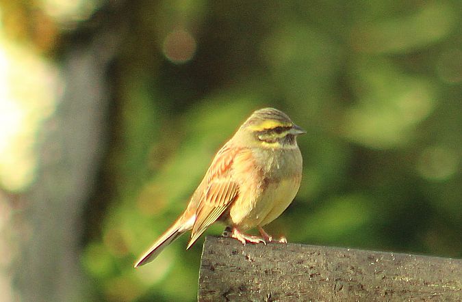 Bruant zizi  - Jean-François Zalacain