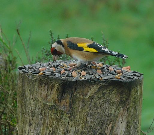 Chardonneret élégant  - Veronique Lobjoie