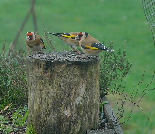 Chardonneret élégant  - Veronique Lobjoie