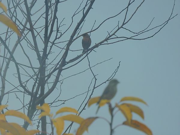 Verdier d'Europe  - Veronique Lobjoie