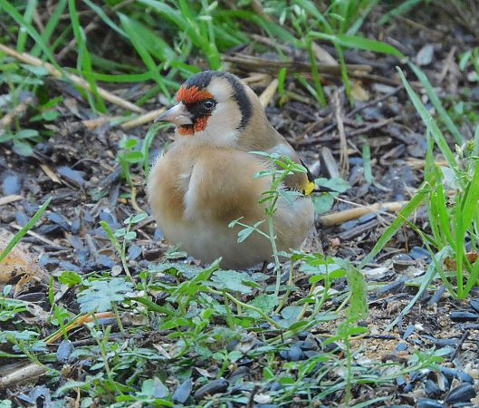 Chardonneret élégant  - Veronique Lobjoie