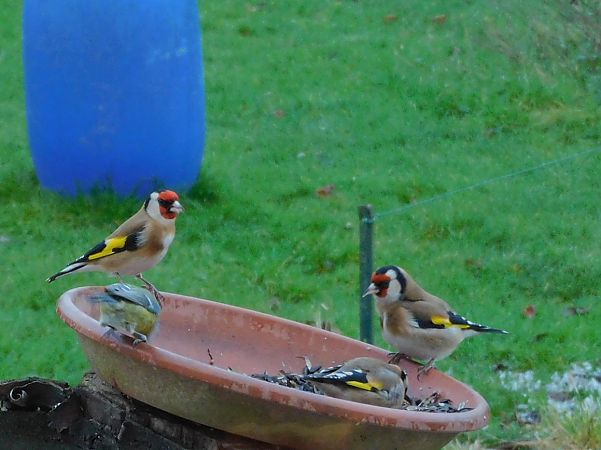 Chardonneret élégant  - Veronique Lobjoie