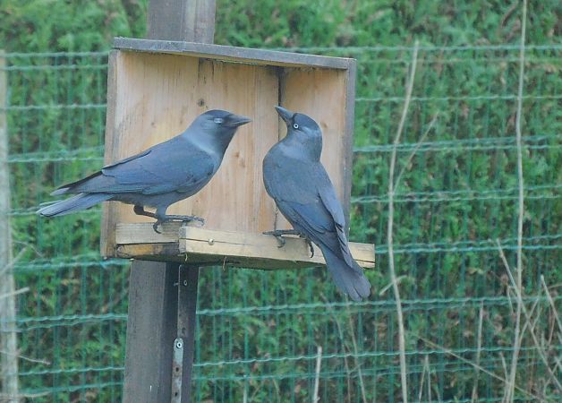 Choucas des tours  - Veronique Lobjoie