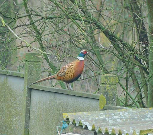 Faisan de Colchide  - Veronique Lobjoie