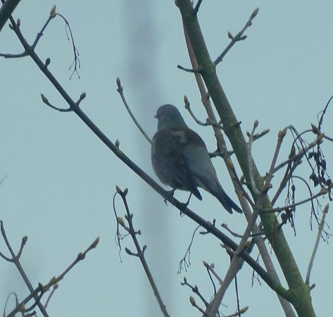 Grive litorne  - Veronique Lobjoie