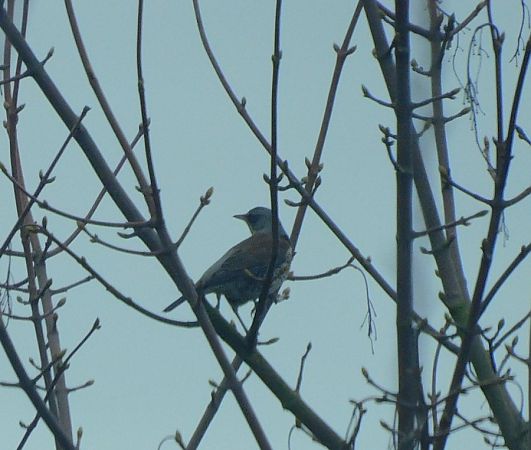 Grive litorne  - Veronique Lobjoie