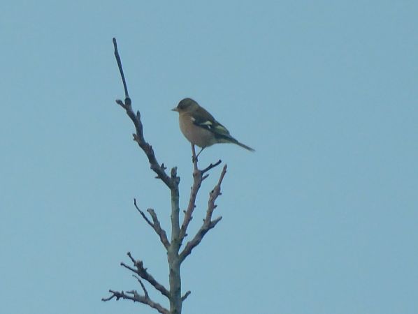 Pinson des arbres  - Veronique Lobjoie