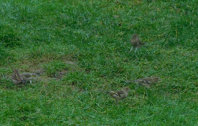 Pinson des arbres  - Veronique Lobjoie
