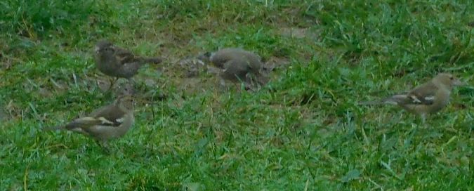 Pinson des arbres  - Veronique Lobjoie