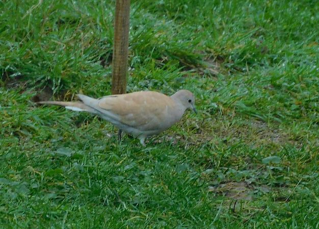 Tourterelle turque  - Veronique Lobjoie