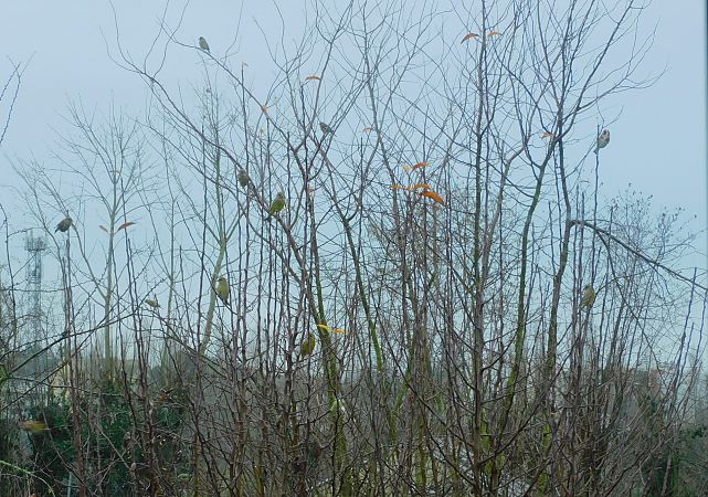 Verdier d'Europe  - Veronique Lobjoie
