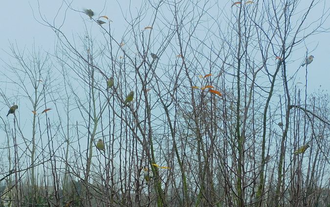 Verdier d'Europe  - Veronique Lobjoie