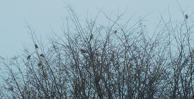 Verdier d'Europe  - Veronique Lobjoie