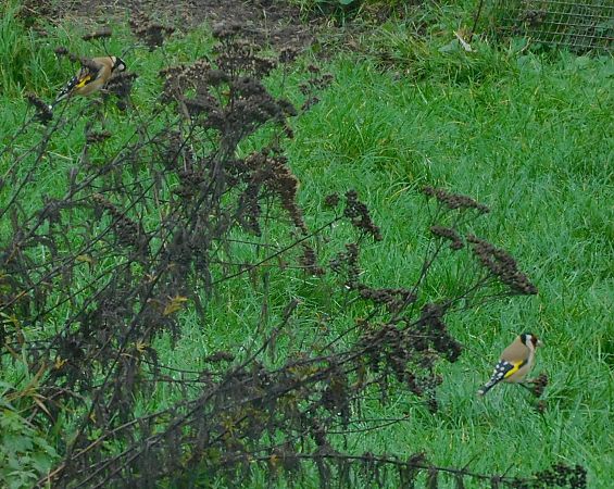 Chardonneret élégant  - Veronique Lobjoie