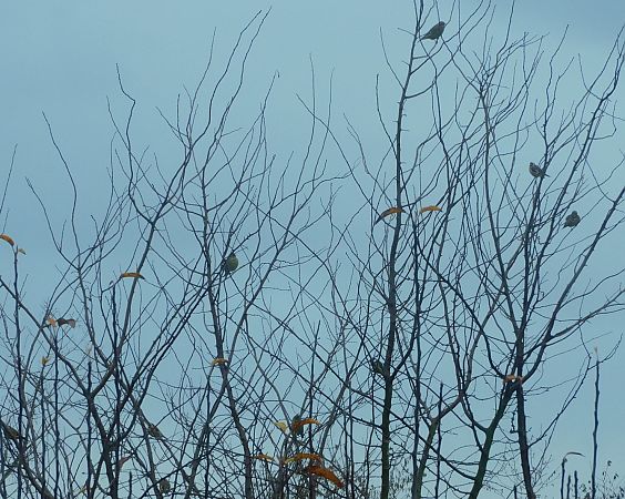 Chardonneret élégant  - Veronique Lobjoie