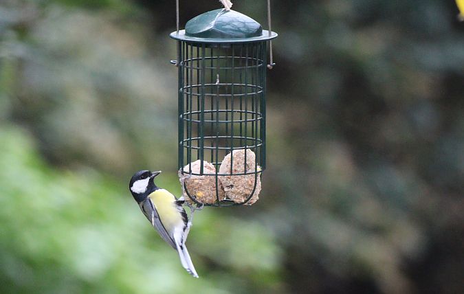 Mésange charbonnière 