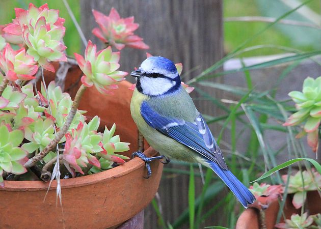 Mésange bleue  - François Aubert
