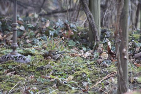 Pinson des arbres  - Viviane Richard