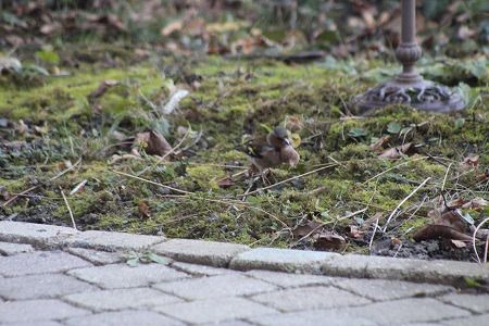 Pinson des arbres  - Viviane Richard