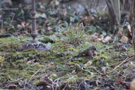 Pinson des arbres  - Viviane Richard