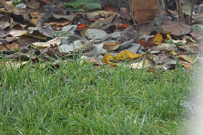 Grimpereau indéterminé  - Remy Simon