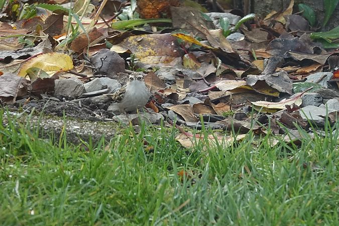 Grimpereau indéterminé  - Remy Simon