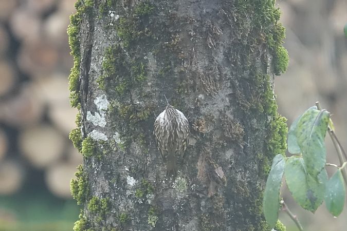 Grimpereau indéterminé  - Remy Simon