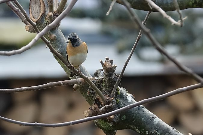 Pinson du Nord  - Remy Simon