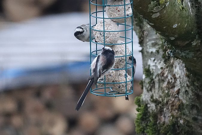 Mésange à longue queue  - Remy Simon