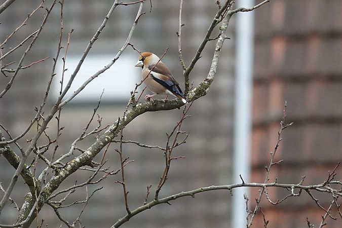 Grosbec casse-noyaux  - Remy Simon