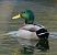 Canard colvert  - Magali Hivert