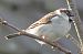 Moineau domestique (Passer domesticus) © Magali Hivert