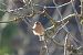 Pinson des arbres (Fringilla coelebs) © Remy Simon