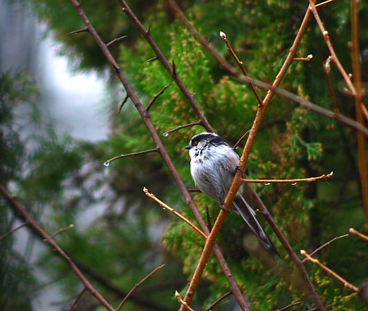 Mésange à longue queue 