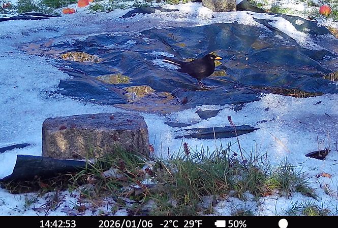 Merle noir  - Xavier Grevet