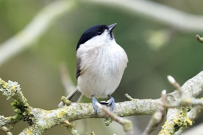 Mésange nonnette  - Ptite Chouette