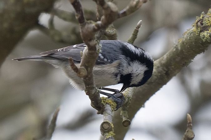 Mésange noire  - Ptite Chouette