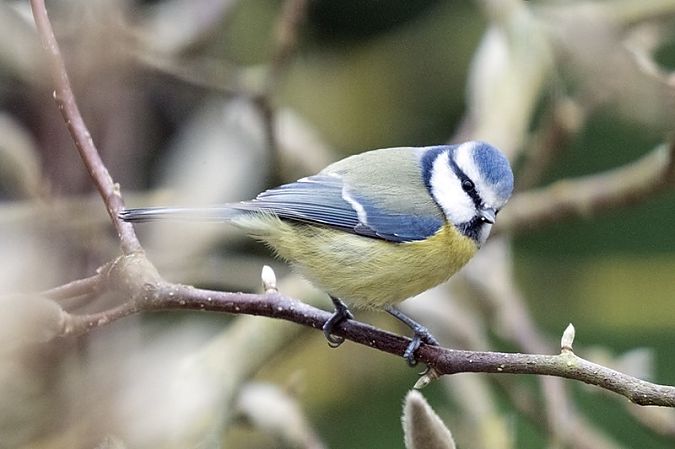 Mésange bleue  - Ptite Chouette