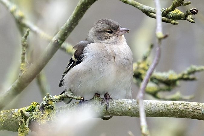Pinson des arbres  - Ptite Chouette