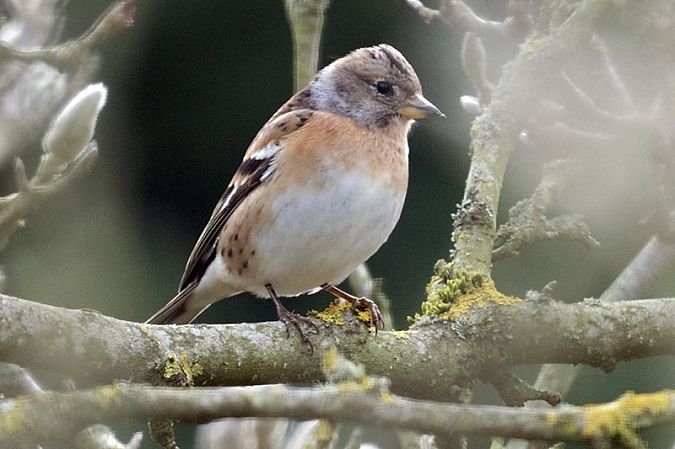 Pinson du Nord  - Ptite Chouette
