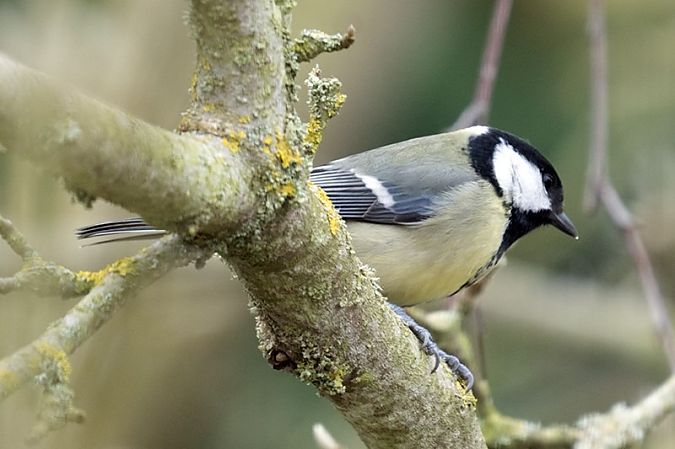 Mésange charbonnière  - Ptite Chouette