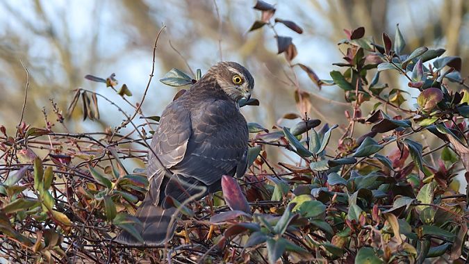 Épervier d'Europe  - Marc Ovyn